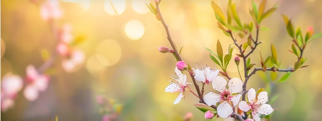 Una rama con delicadas flores blancas y rosadas y hojas verdes frescas se destaca como un legado natural. El fondo está suavemente difuminado y la cálida luz del sol dorada crea una atmósfera serena y de ensueño.