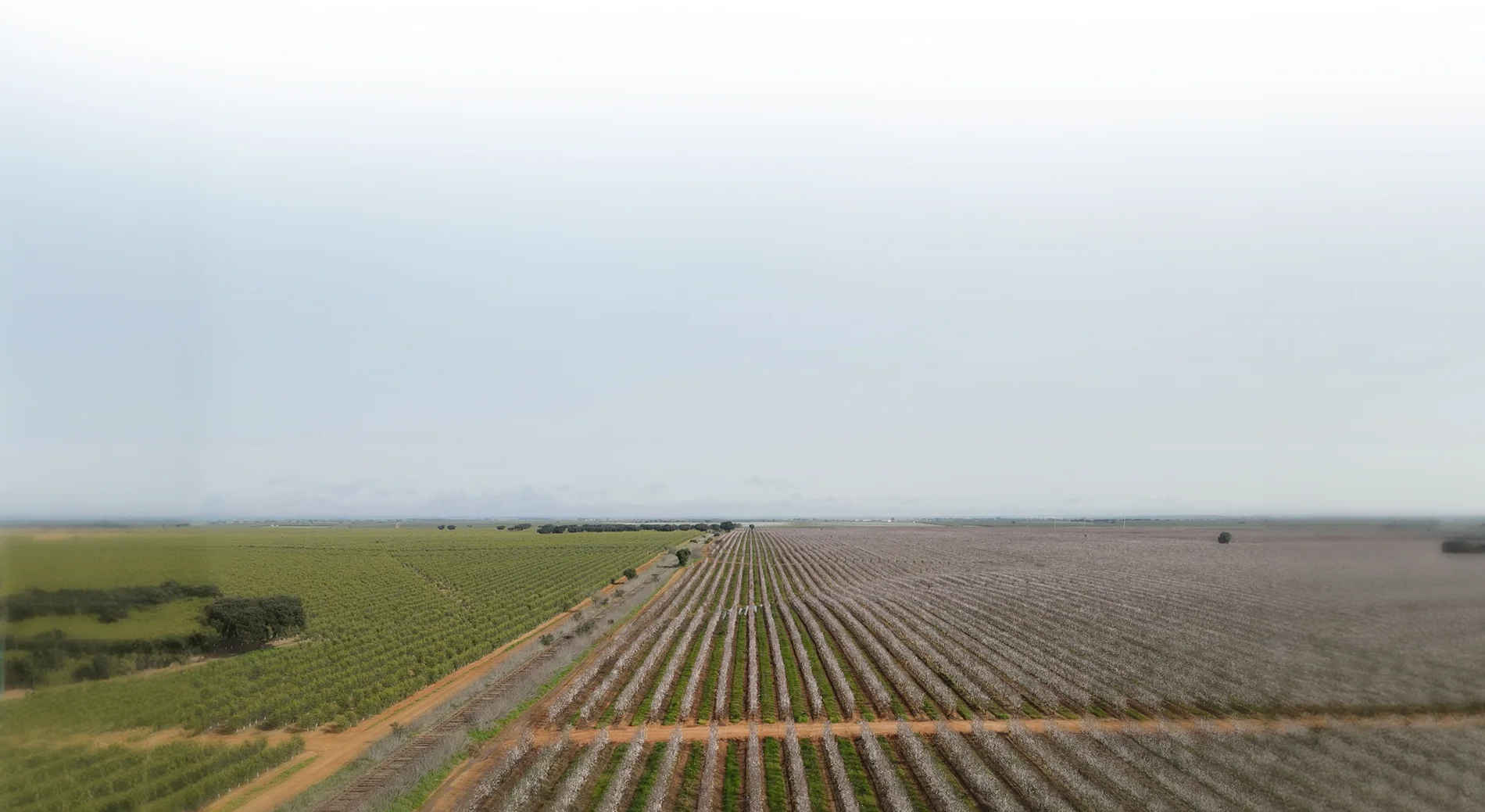 Vista aérea de campos extensos y perfectamente ordenados bajo un cielo gris. Dos secciones distintas de tierras de cultivo, testimonio de nuestro legado natural, están separadas por un camino de tierra, con cultivos verdes y exuberantes a la izquierda y campos marrones y estériles a la derecha. El horizonte se ve borroso en la distancia.