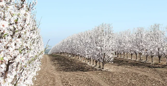 Filas de almendros en flor con flores blancas se extienden a lo lejos bajo un cielo azul claro. El suelo está cuidadosamente cultivado y los árboles crean un patrón pintoresco y simétrico.