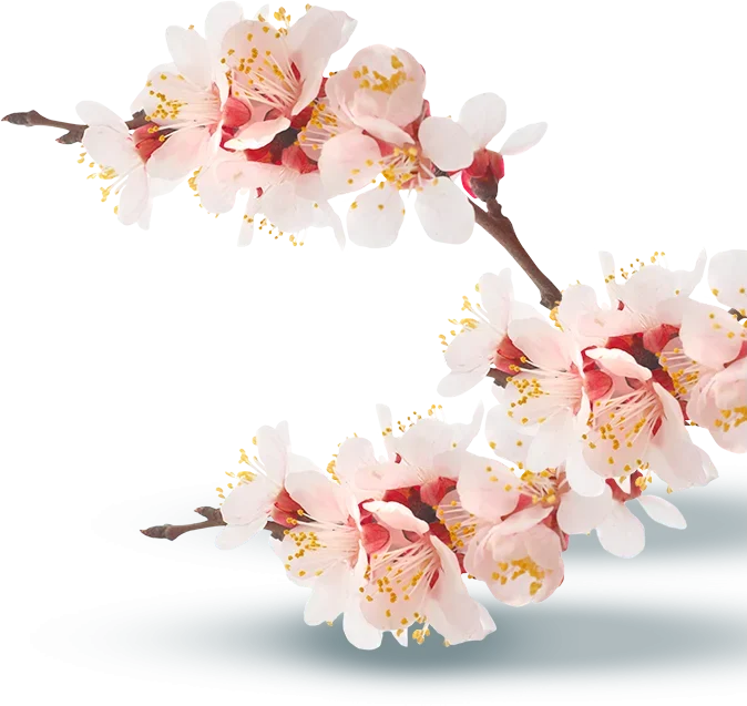 Una rama de flores de cerezo rosas y blancas con estambres amarillos sobre un fondo blanco.